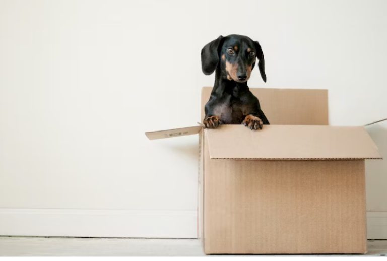 a puppy in a moving box